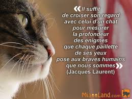 Citations Et Phrases Autour Du Chat Citation Chat Paroles De Chat Chat