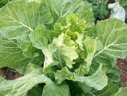 There are a dozen different ways to cook collards, i have found we like them a bit sweet with a touch of bite. Collards The New Kale