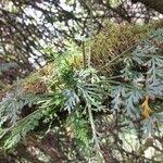 Image result for Asplenium theciferum