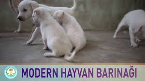 Manisa Buyuksehir Belediyesi Hayvan Barinagi Youtube