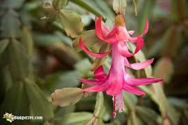 Purdue university extension service, states that a christmas cactus will blossom longer when 3. How To Keep A Christmas Cactus Alive Make It Thrive