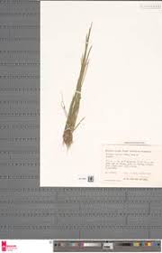 Image result for Schoenoplectiella roylei