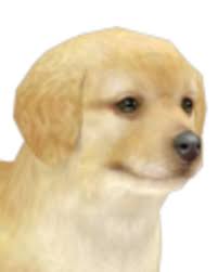 Find your next great read at amazon.ca. Golden Retriever Nintendogs Wiki Fandom