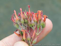 Image result for Kalanchoe rotundifolia