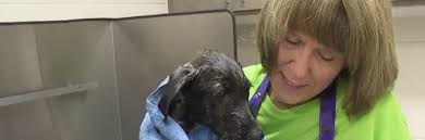 Relyance Recognizes Excellence: Janie Smith works to save shelter dogs from  euthanization