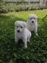 The Great White German Shepherds
