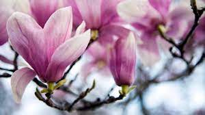 We did not find results for: Top 10 Flowering Trees