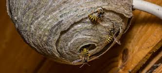 Peppermint is something that should be quite pleasant to you, but the bees in the area will consider it to be repugnant. 5 Ways To Keep Wasps Away From Your Property Advance Pest Control
