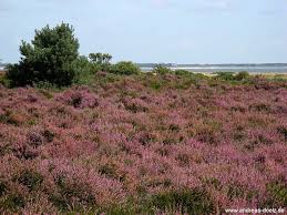 Eine alte heidjer faustregel sagt: Bluhende Heide Auf Amrum