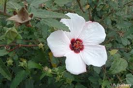 Image result for Pavonia