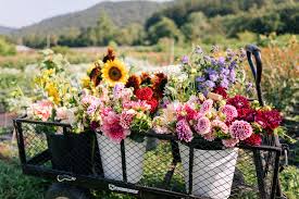 This Flower Farm Will Make You Want To Become A Flower Farmer Julia Berolzheimer Flower Farm Flower Farmer Beautiful Flowers