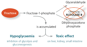 Image result for Hereditary Fructose Intolerance