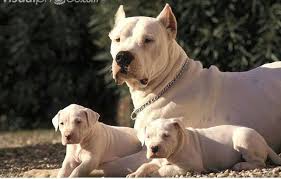 Dogo Argentino Hayvanlar