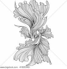 We did not find results for: Two Betta Fish Vector Photo Free Trial Bigstock