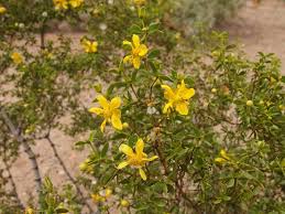 Image result for Euryops subcarnosus