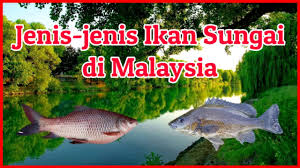 Ikan air tawar hias adalah ikan hias yang tempat alaminya hidup di air tawar seperti sungai, rawa, waduk dan danau. Jenis Jenis Ikan Sungai Di Malaysia Type Of River Fish In Malaysia Youtube