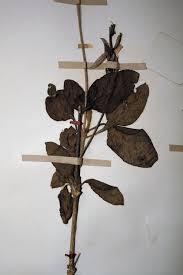 Image result for Crossandra mucronata