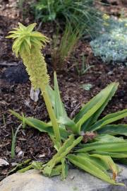 Image result for Albuca virens
