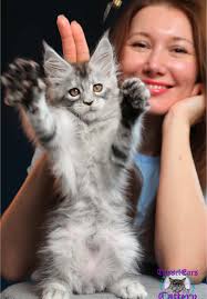 Maine Coon Kittens: Furry Balls of Joy