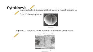 Maybe you would like to learn more about one of these? Mitosis And Cytokinesis Mitosis During Mitosis The Cells