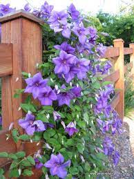 The anthers are dark red purple. Clematis Semu Is Doing Just Fine In The Heat And Sun In Our Garden Another Wonderful Kivistik Breeding Mailorder Www Clematis Com Cicek Bahcesi Cicek