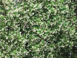 Smell my sweet clematis evergreen vines. Aroma Therapy Evergreen Climbing Plants Evergreen Climbing Evergreen Vines