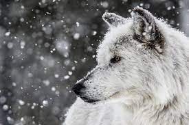 May 28, 2009 at 02:01. Wolf Wallpaper Snow