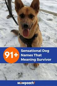 Nowadays, dog breeds commonly associated with protection work are the german shepherd, doberman, mastiff, belgian tervuren, great dane, bernese mountain dog, fila brasileiro, great pyrenees, saint bernard, belgian malinois, and the rottweiler. 91 Sensational Dog Names That Meaning Survivor Wowpooch In 2021 Dog Names Girl Dog Names Dogs