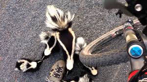 Skunk look rdr2 / wild racoons | tumblr. Skunk Defends Deer Carcass From A Mountain Lion Video Predator Vs Prey Earth Touch News