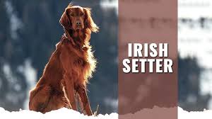 Irish setter durham, north carolina, united states. Irish Setter Dog Breed Information About The Energetic Gundog Petmoo