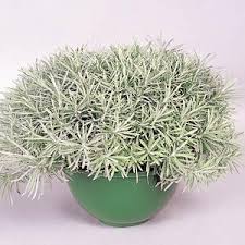 Image result for Helichrysum argyranthum