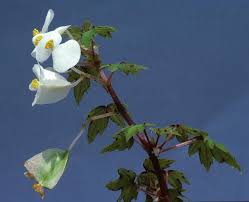 Image result for Begonia loranthoides