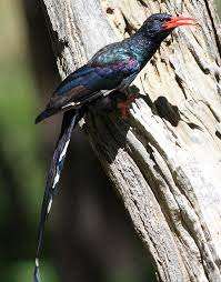 How about birds with long beaks? Wood Hoopoe Wikipedia