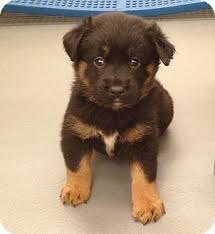 Home trained puppies · potty trained puppies · experienced breeder Pin On Cute