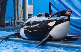 makaio🤍 - - (12/26/21). #seaworld #seaworldorlando #seaworldcares #orca  #killerwhale #orcaencounter #realamazing #parktoplanet