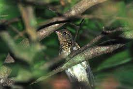 Image result for トラツグミ