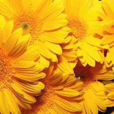 Yellow Aesthetic Yellow Flower Wallpaper Yellow Flowers Flower Wallpaper