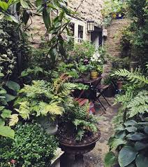 Courtyard Garden Frome Tradchap Foliageplants Foliage Plants Courtyard Garden Urban Garden Shade Garden
