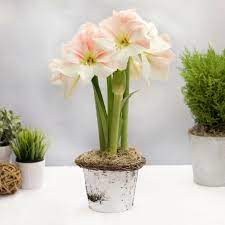 Giftkit Apple Blossom Is A Lovely Ivory And Pale Pink Amaryllis A Classic That S Treasured For Its Delicate Color Amaryllis Apple Blossom Pretty Flowers