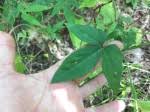 Image result for Dalechampia capensis