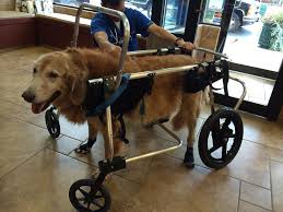 Custom Hand Built Dog Wheelchair Ruff Rollin Dog Wheelchair Support Dog Diy Dog Wheelchair