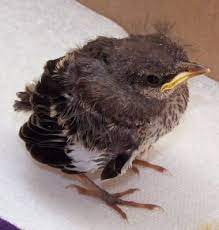 The Rasch Outdoor Chronicles Feeding A Baby Mockingbird Making Formula Baby Sparrow Baby Bird Bird Care