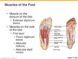 The intrinsic foot muscles comprise four layers of small muscles that have both their origin and insertion attachments within the foot. 11 Muscles Of The Body Ppt Download