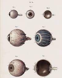 Archillect On Twitter Eye Anatomy Anatomy Drawing Medical Drawings