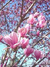 Gorgeous Images Of The Saucer Magnolia Japanese Magnolia Tree Japanese Magnolia Magnolia Trees