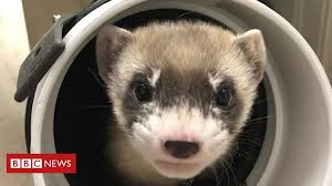 Animals in pairs feel more comfortable and snugly. Ferret Becomes First North American Endangered Species To Be Cloned Bbc News