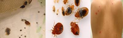 Fortunately, there are many different bed bug sprays that have been developed to eradicate a bed bug infestation. Bedbug Pest Control Doha Qatar Call 974 77598405