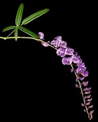 Image result for Hardenbergia comptoniana