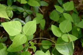 Image result for Amphicarpaea africana