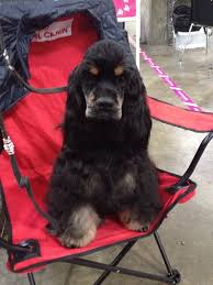 Black And Tan American Cocker Spaniel Puppies For Sale Pin Von Barbara Shell Auf American Cocker Spaniel Amerikanischer Cocker Spaniel Cocker Spaniel Schwarz Spaniel